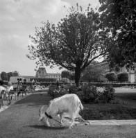 1385907_10151975681582392_605706565_n