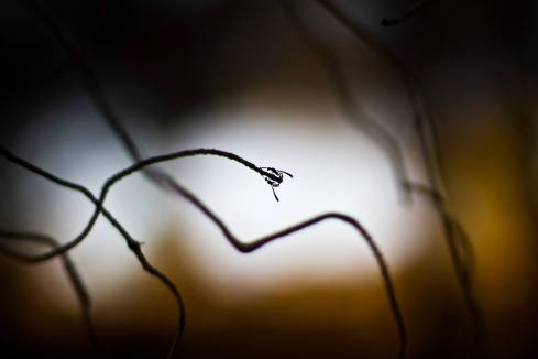 10659121_403334416485002_1504852983472420960_o